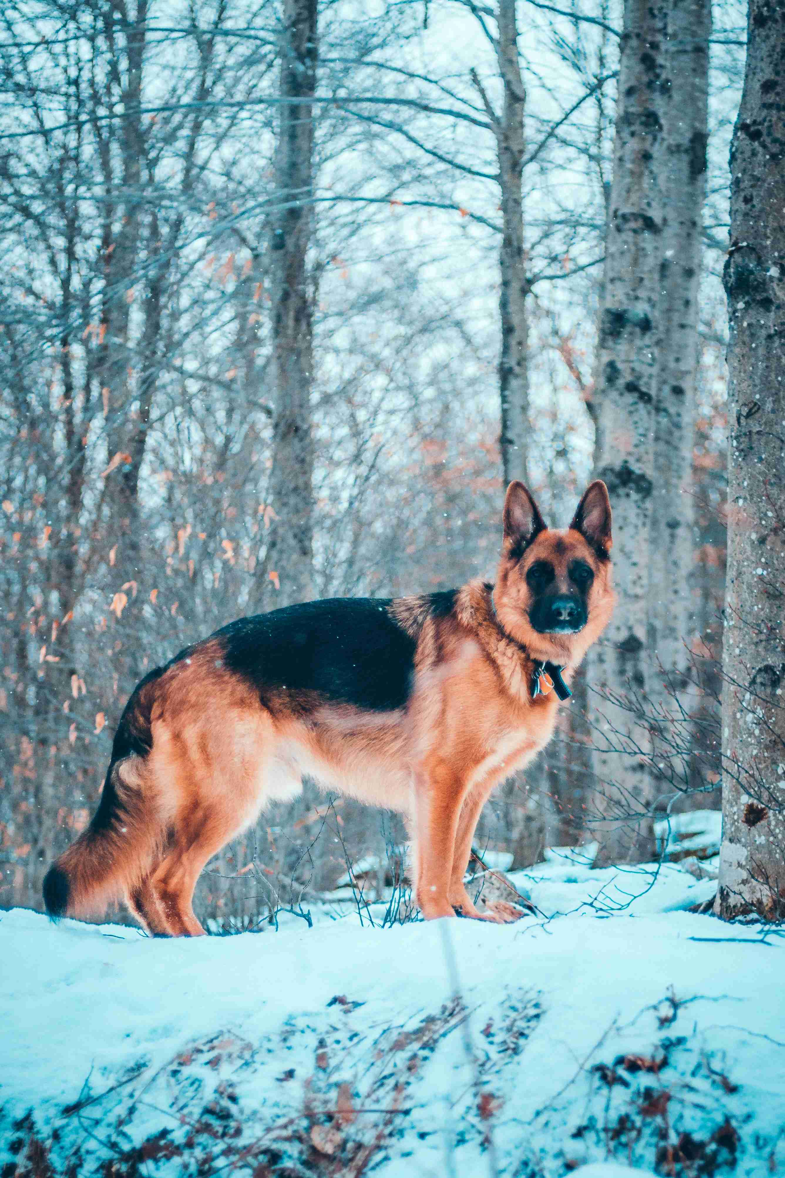 Can German shepherds be trained to become police or military dogs?